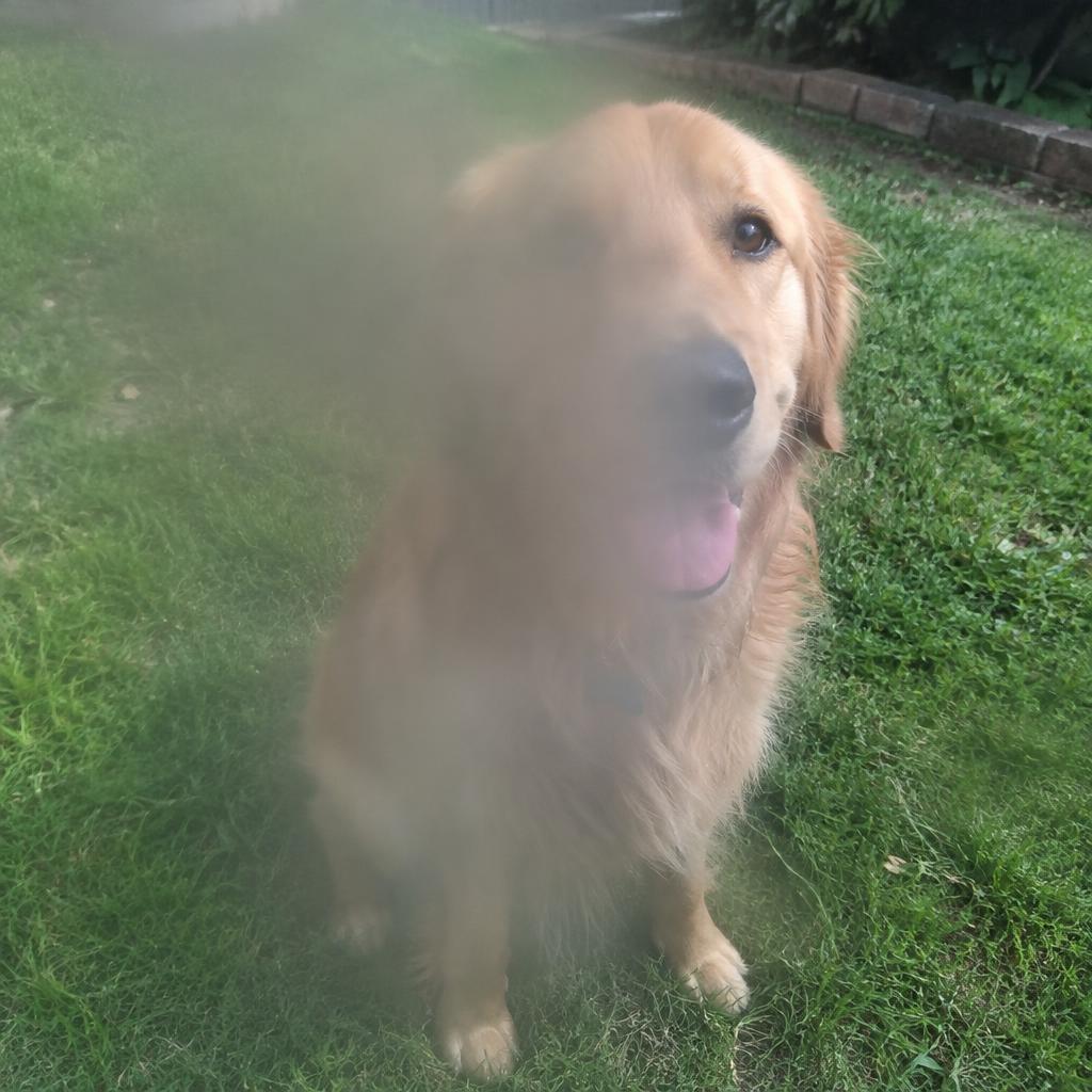 Smudged lens photo of a golden retriever — before